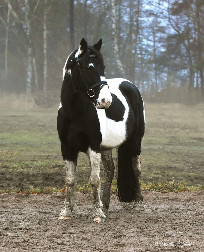 muppe3 muppe3